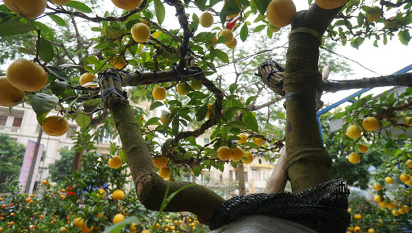 Chanh vàng bonsai phú quý độc lạ thế nào mà gây sốt ở Thủ đô?